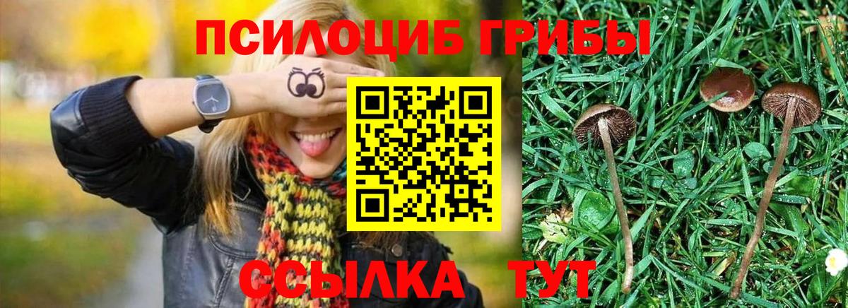 Псилоцибиновые грибы мицелий Улан-Удэ